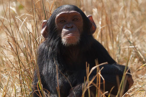 Forscher beobachten neben Masha und Nicky auch das neugierige Jungtier Max.