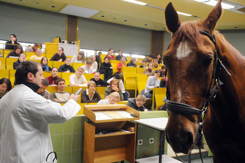 Lebendige Lehre im Blick: An der Freien Universität wird die Lehre durch eine Vielzahl von Projekten weiter verbessert. Anschaulichkeit ist zum Beispiel im Fachbereich Veterinärmedizin wichtig.