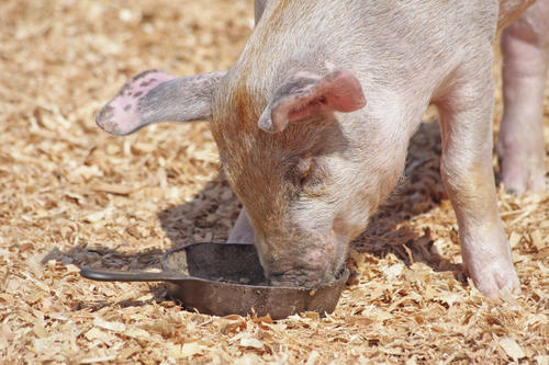 Schmackhaft. Bei der Summer School ging es auch um gutes Futter.