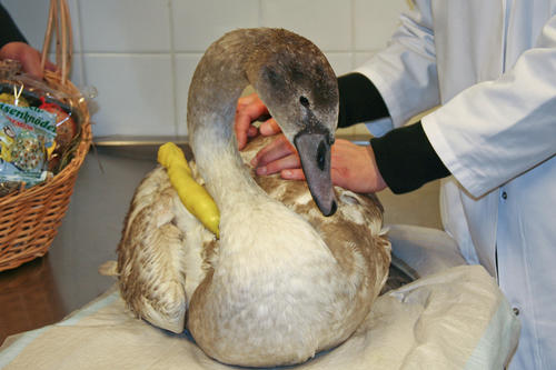 Selbst Höckerschwäne wurden schon in der Kleintierklinik behandelt.