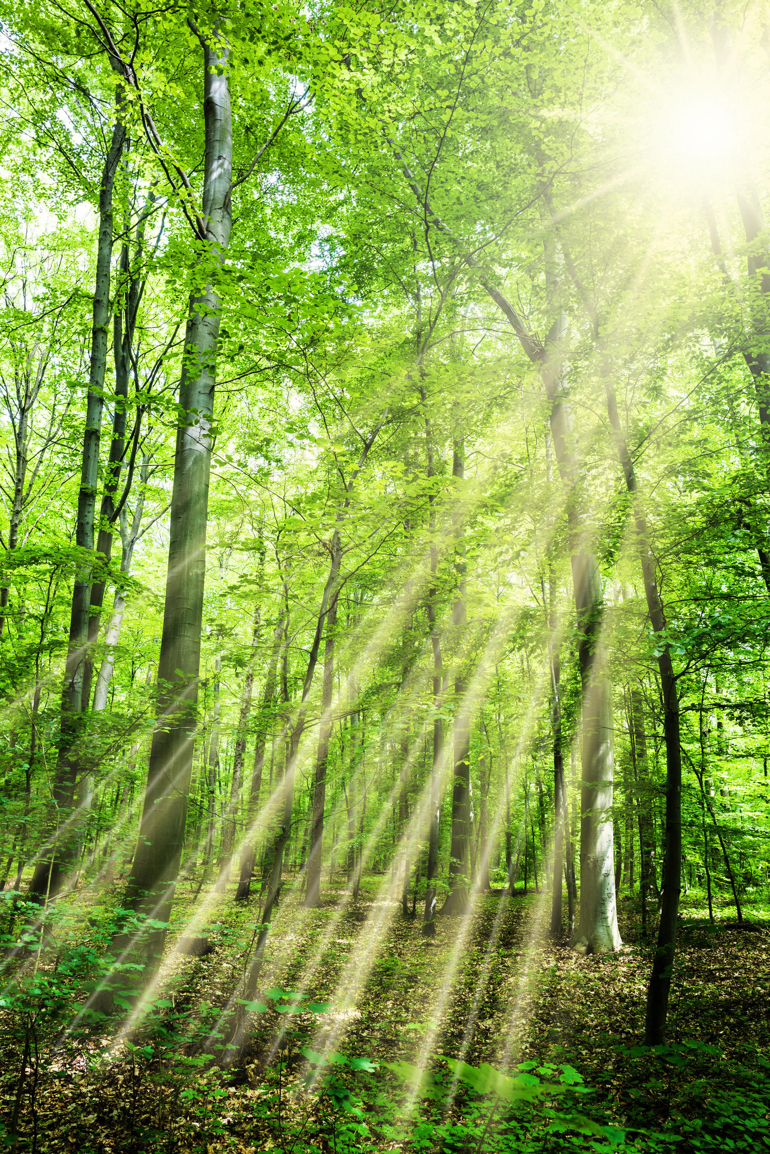 Mithilfe von Sonnenlicht Energie zu gewinnen, ist eines der Ziele von Emad Aziz.