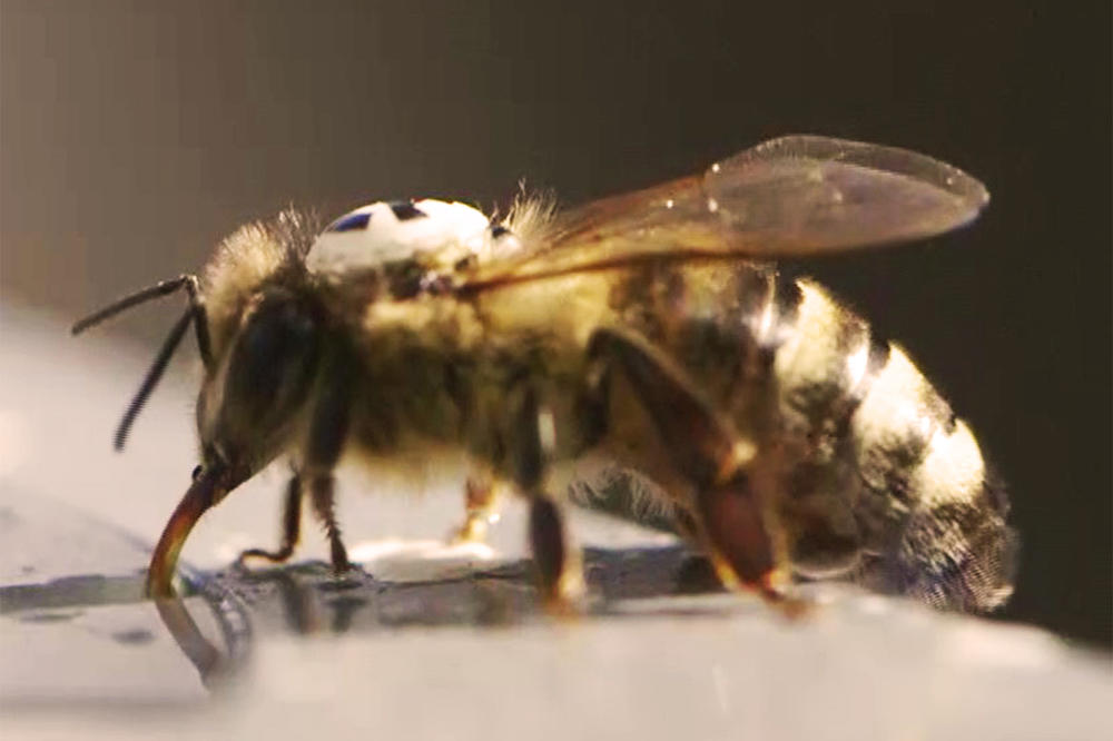 Um die Bewegungsmuster der Tiere zu erforschen, wurden 2000 Nektarsammlerinnen auf dem Rücken mit winzigen QR-Code-Plättchen bestückt.