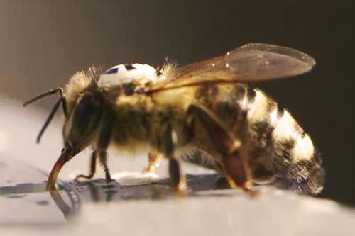 Um die Bewegungsmuster der Tiere zu erforschen, wurden 2000 Nektarsammlerinnen auf dem Rücken mit winzigen QR-Code-Plättchen bestückt.