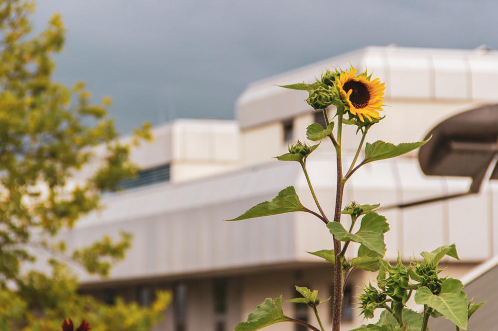 Viele Dächer und Flächen an der Freien Universität sind begrünt.