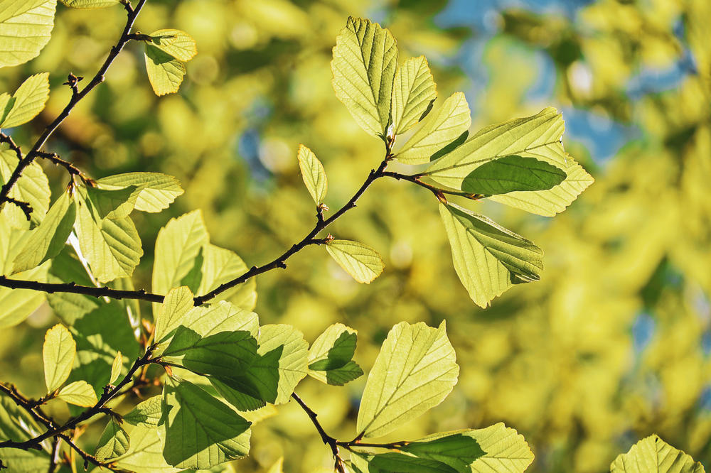 Kraftwerk Pflanze. Sie erzeugt Energie nur mit CO2, Wasser und Sonnenlicht.