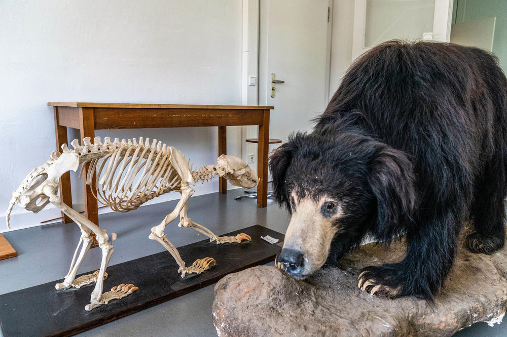 Der Lippenbär (Melursus ursinus) ist auf dem indischen Subkontinent verbreitet. Auf Hindi wird er „bhalu“ genannt – als „Balu, der Bär“ wurde er im Roman „Das Dschungelbuch“ bekannt.