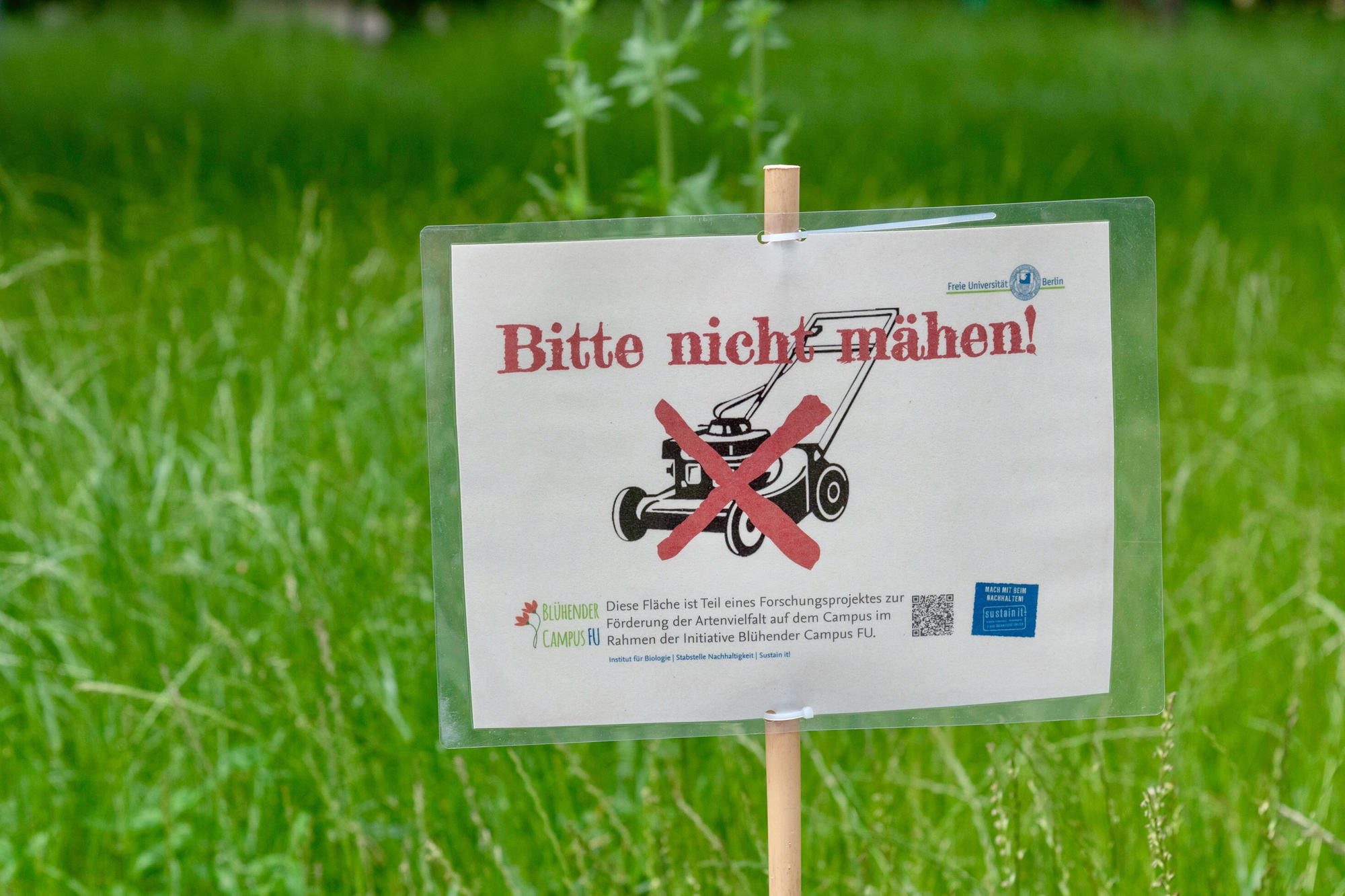 Das Projekt "Blühender Campus" setzt sich seit 2019 für Insektenvielfalt auf dem Campus ein. Nicht gemähte Wiesen sorgen für Artenvielfalt.