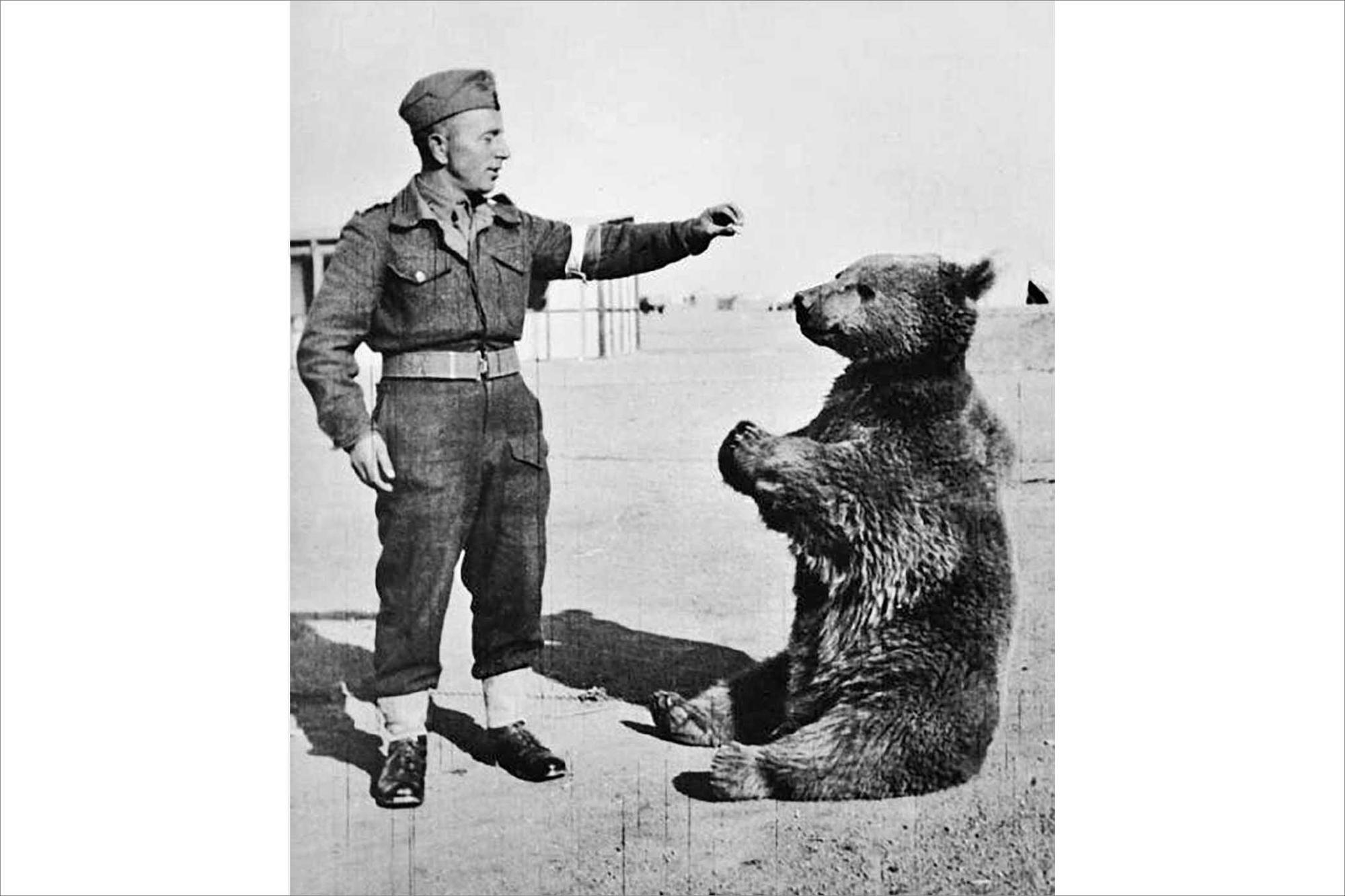 Bär Wojtek wurde von während des Zweiten Weltkriegs im Iran stationierten Artilleriesoldaten adopiert. Für seine Verdienste wurde er befördert – und nun zur literarischen Figur erhoben: Eine Studentin machte ihn zur Hauptfigur einer Kurzgeschichte.