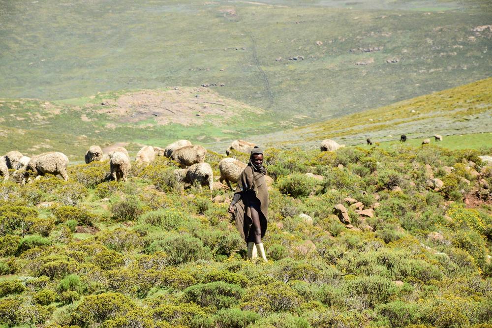 Erosionsgefahr. Weil an den Hochgebirgshängen immer mehr Tiere grasen und die Wiesen zertrampeln, fließt Wasser schneller ab und der Speicher entleert sich.