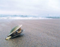 Muschel am Strand