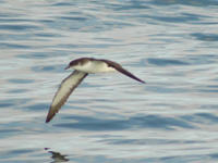 Der Schwarzschnabel-Sturmtaucher ist ein ausdauernder Flieger