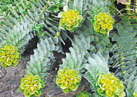 Die Blätter am Spross der Walzen-Wolfsmilch (Euphorbia myrsinites) verlaufen in Schraubenzeilen.