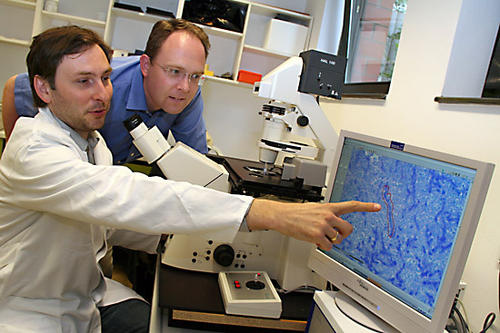 Schimmelpilzsporen in 1000-facher Vergrößerung: Die Tierpathologen Philipp Olias und Professor Achim Gruber erstellen per Laser-Mikrodissektion genetische Analysen zur tödlich verlaufenden Lungenentzündung bei Weißstorch-Nestlingen.