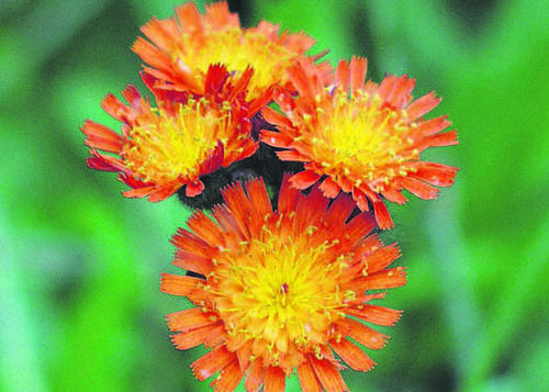 Orangerotes Habichtskraut