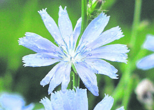 Gewöhnliche Wegwarte