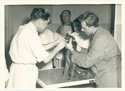 Neue veterinärmedizinische Abteilung.