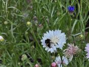 Biene im Nutzpflanzengarten