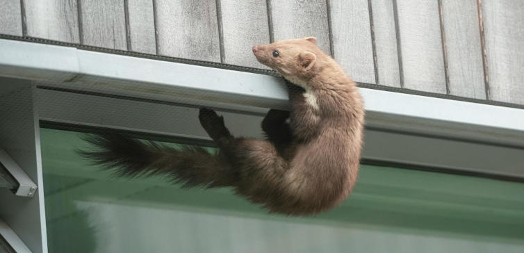 rv-biodiverses-berlin