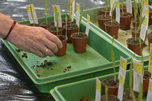 Forschungsobjekt Gerstenkeimlinge: Durch einen genetischen Eingriff können sich zusätzliche und längere Wurzeln bilden, um weniger empfindlich bei Dürre zu sein.