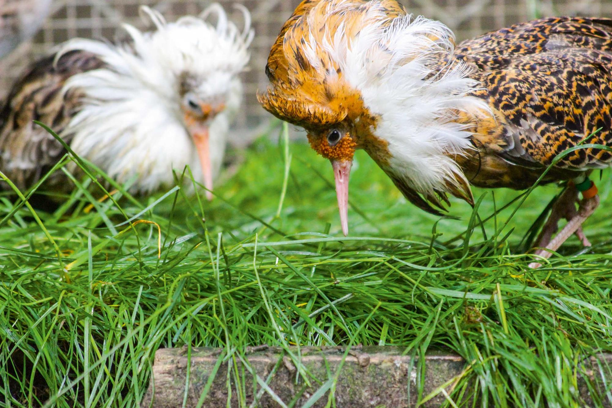 Ein einzelnes Gen scheint das Balzverhalten der Watvogelart „Kampfläufer-Männchen“ zu bestimmen.