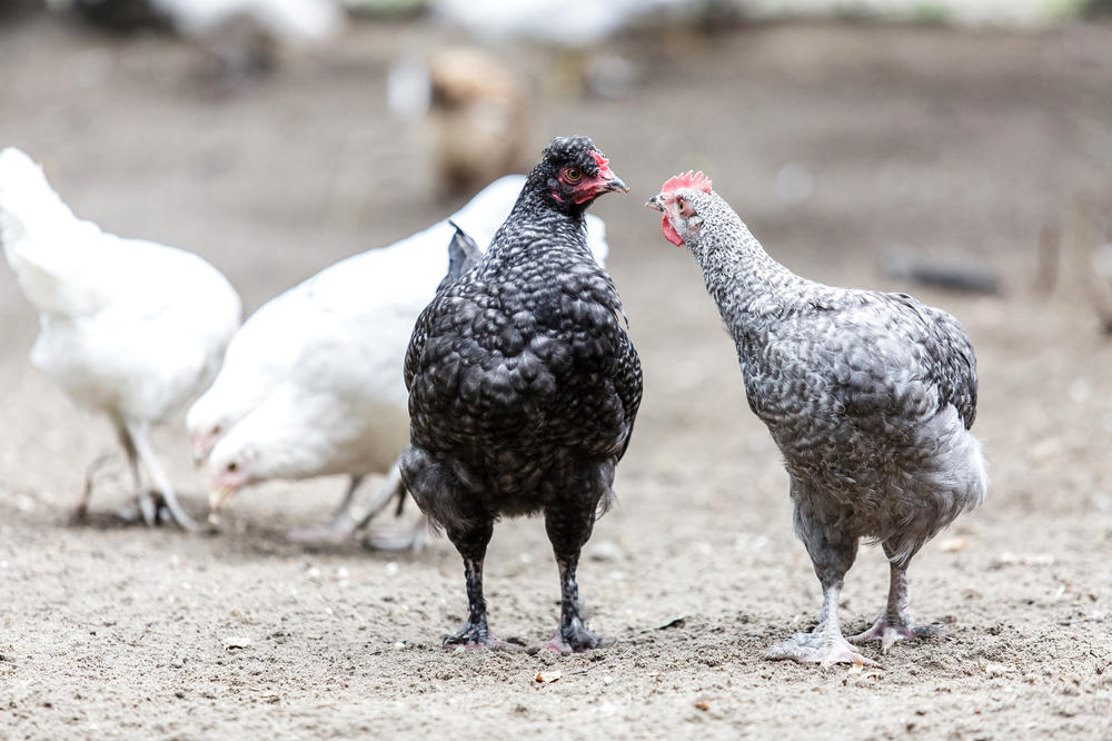 Auch Fütterungsversuche müssen beantragt werden