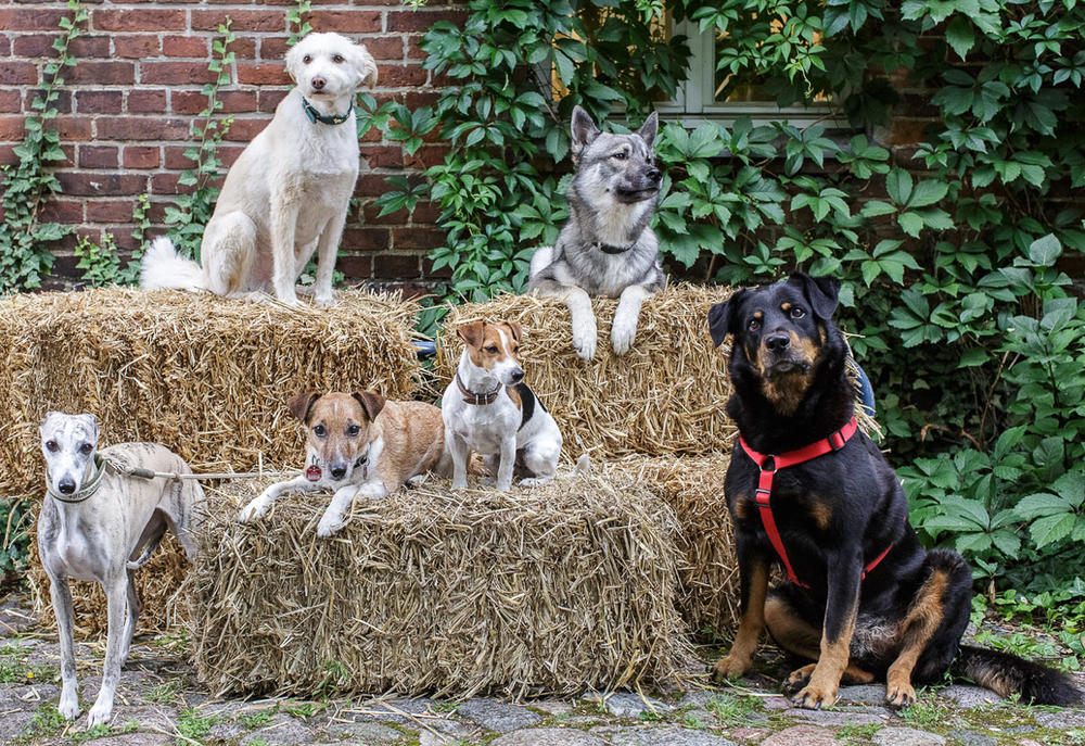 Im Rahmen des Rehoming-Programms werden vor allem Hunde und Katze als Haustiere weitergegeben.