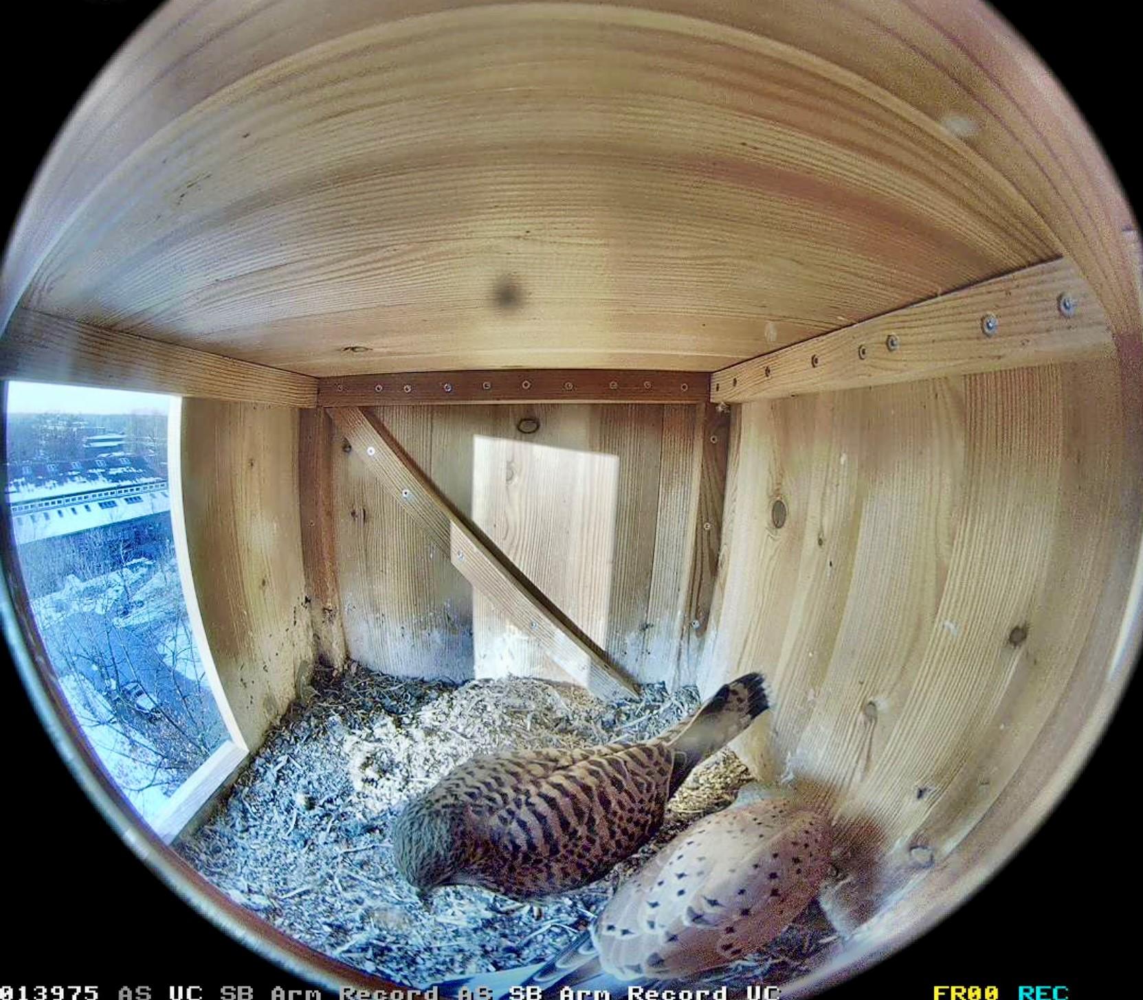 Turmfalkenpaar2025_a