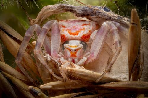 Alexis Tinker-Tsavalas: Gehöckerte Krabbenspinne gefunden beim Bioblitz Juni 2024