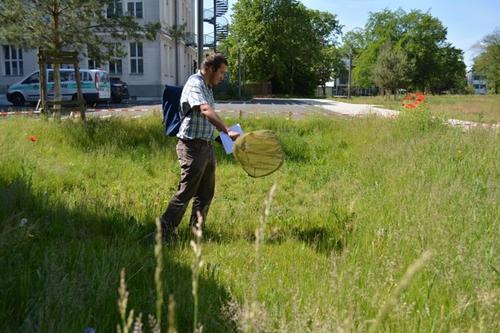 Viele Schmetterlinge müssen erst mit dem Netz gefangen werden, um sie eindeutig bestimmen zu können.