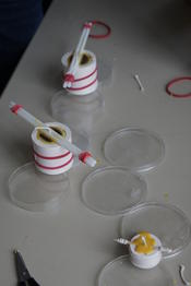 Workshop: Die Wunderwelt der Bienen und das Geheimnis unseres Überlebens!