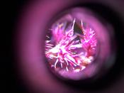 Botanische Nacht 2019