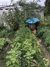 Botanische Nacht 2019