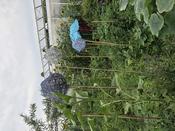 Botanische Nacht 2019