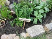 Langer Tag der Stadtnatur 2019