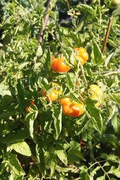 Im Spätsommer und frühem Herbst entzückt uns der UniGarten mit seiner üppigen Pracht