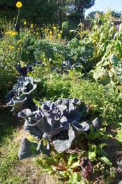 Im Spätsommer und frühem Herbst entzückt uns der UniGarten mit seiner üppigen Pracht