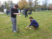 Blumenpflanzen für die Wildbienen!