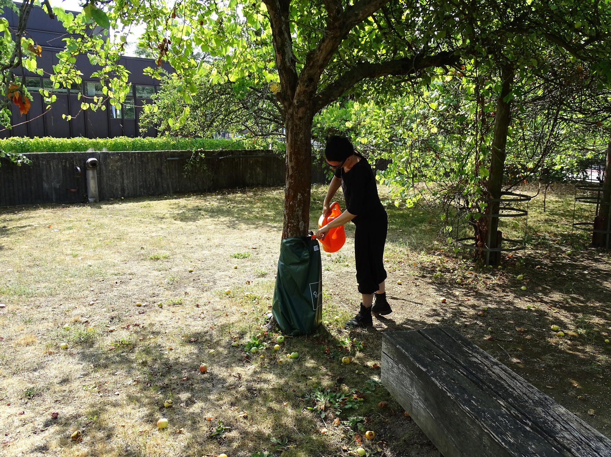 Unsere Freiwilligen helfen beim Gießen