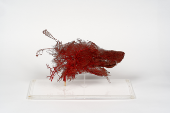 Korrosionspräparat der Arterien eines Hundekopfes. Sammlungen am Institut für Veterinär-Anatomie, Fb Veterinärmedizin.